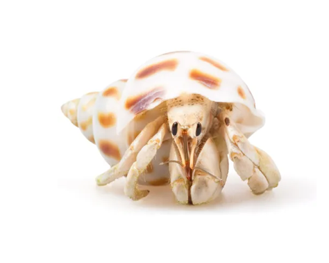 Thumbnail: Hermit Crab In Shell
