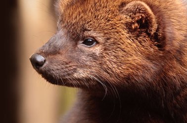 Pacific Fisher