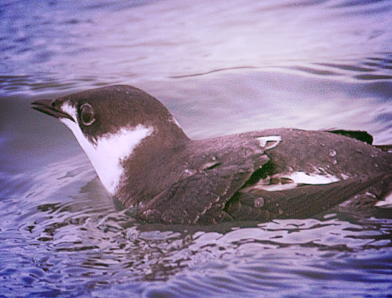 Marbled Murrelet