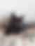 sahiplendirme için kedi ilanlari gösteren ikinci küçük fotoğraf