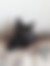 sahiplendirme için kedi ilanlari gösteren ikinci küçük fotoğraf