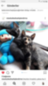 kedi sahiplendirme ilanları