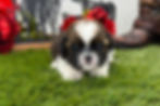 Shih Tzu Puppy For Sale Near Me