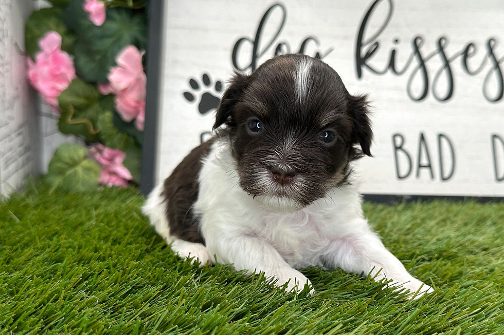 Thumbnail: havanese puppy for sale