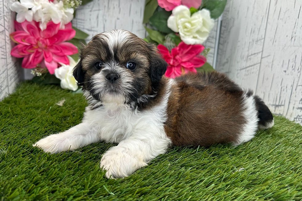 Shih-Tzu puppy For Sale
