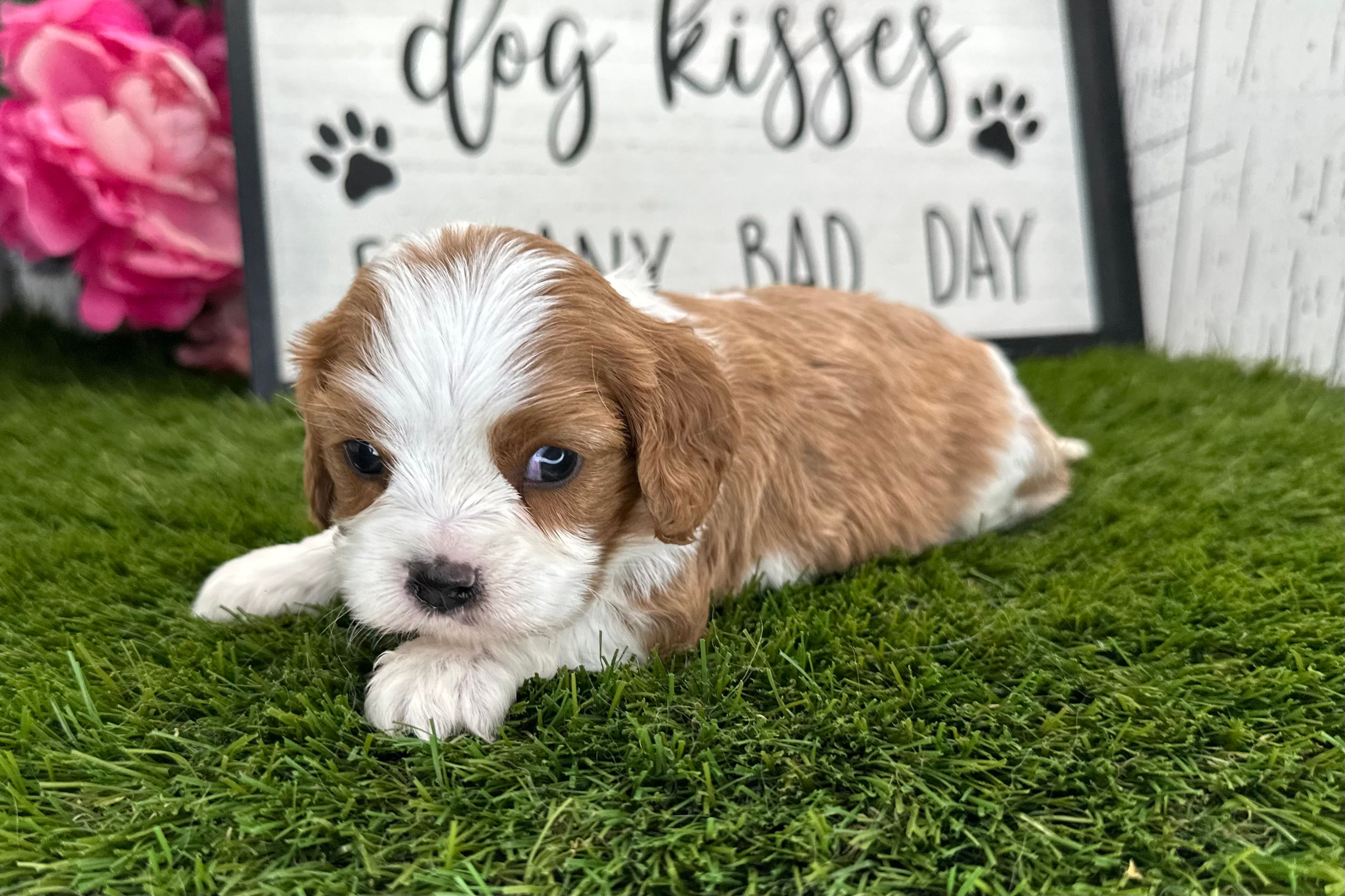 Cici cavalier puppy for sale