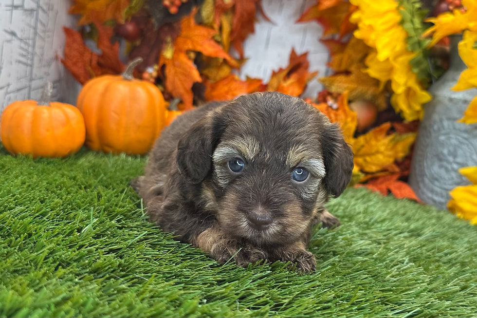 Thumbnail: Havapoo puppy For Sale