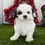 Thumbnail: Havanese Puppy For Sale 