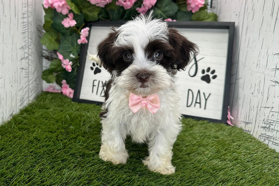 Thumbnail: Armie / Havanese