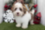 Havanese Puppy For Sale