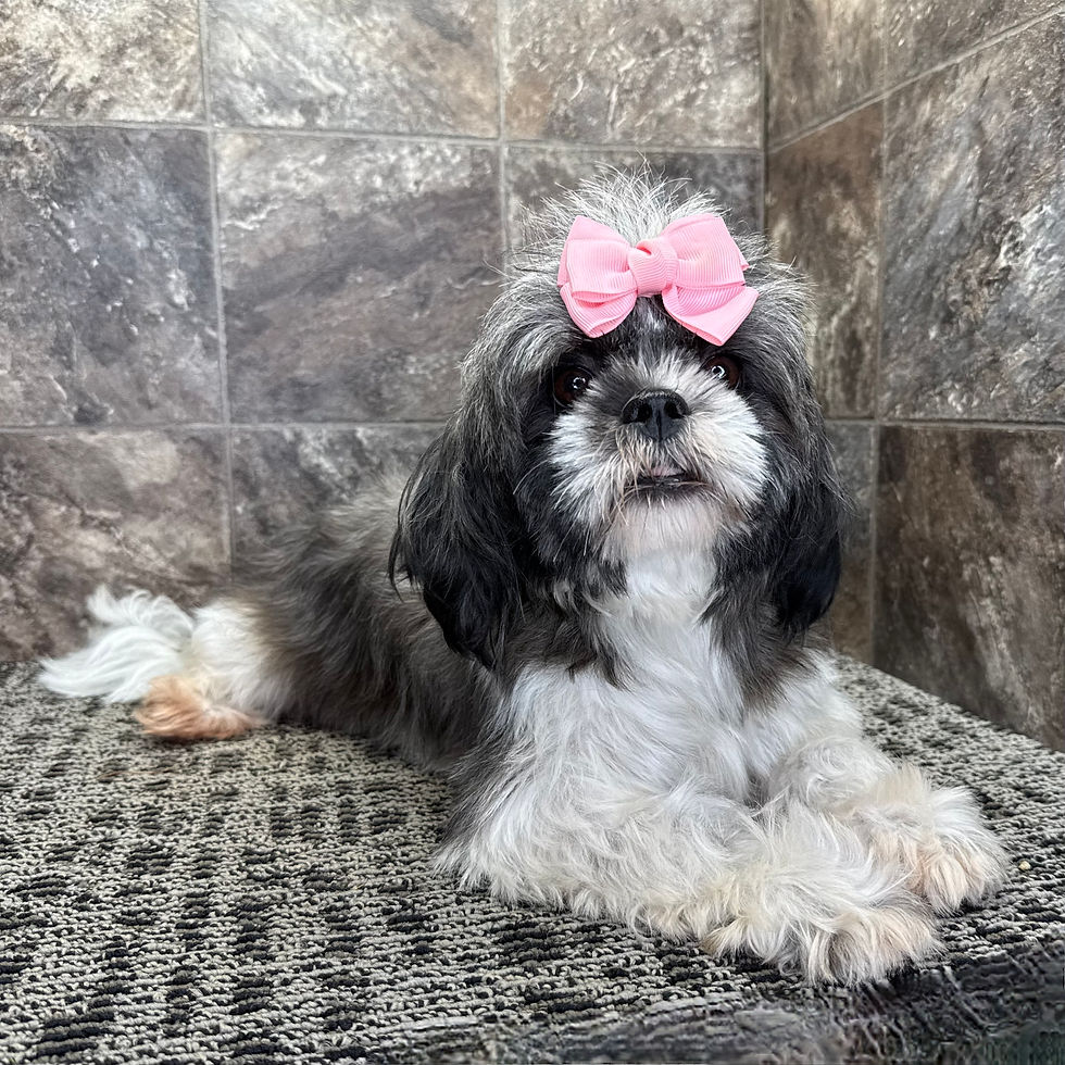 Thumbnail: Shih Tzu Puppy For Sale