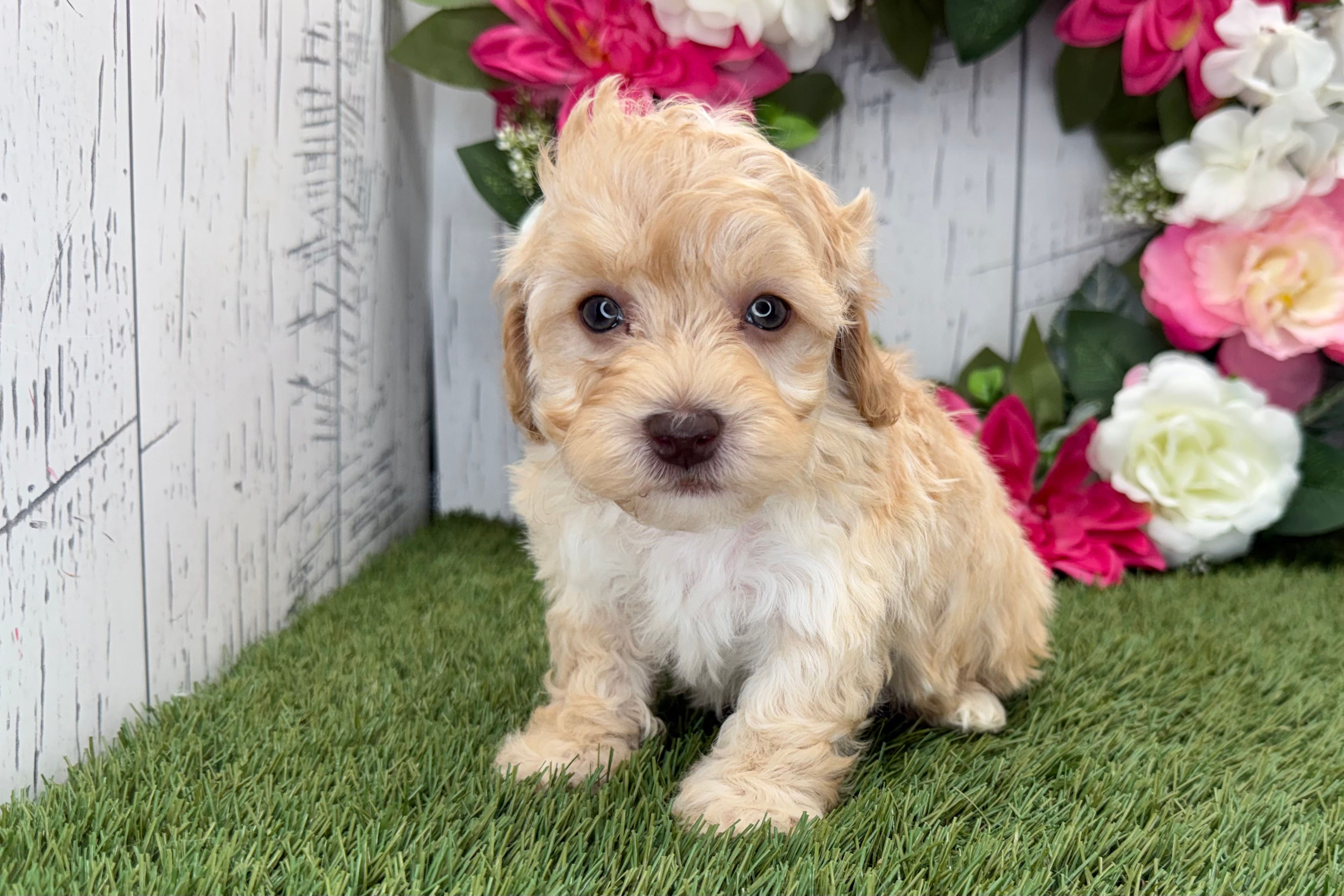 Elvis | Havapoo Puppy