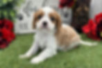 Cavalier puppy for sale