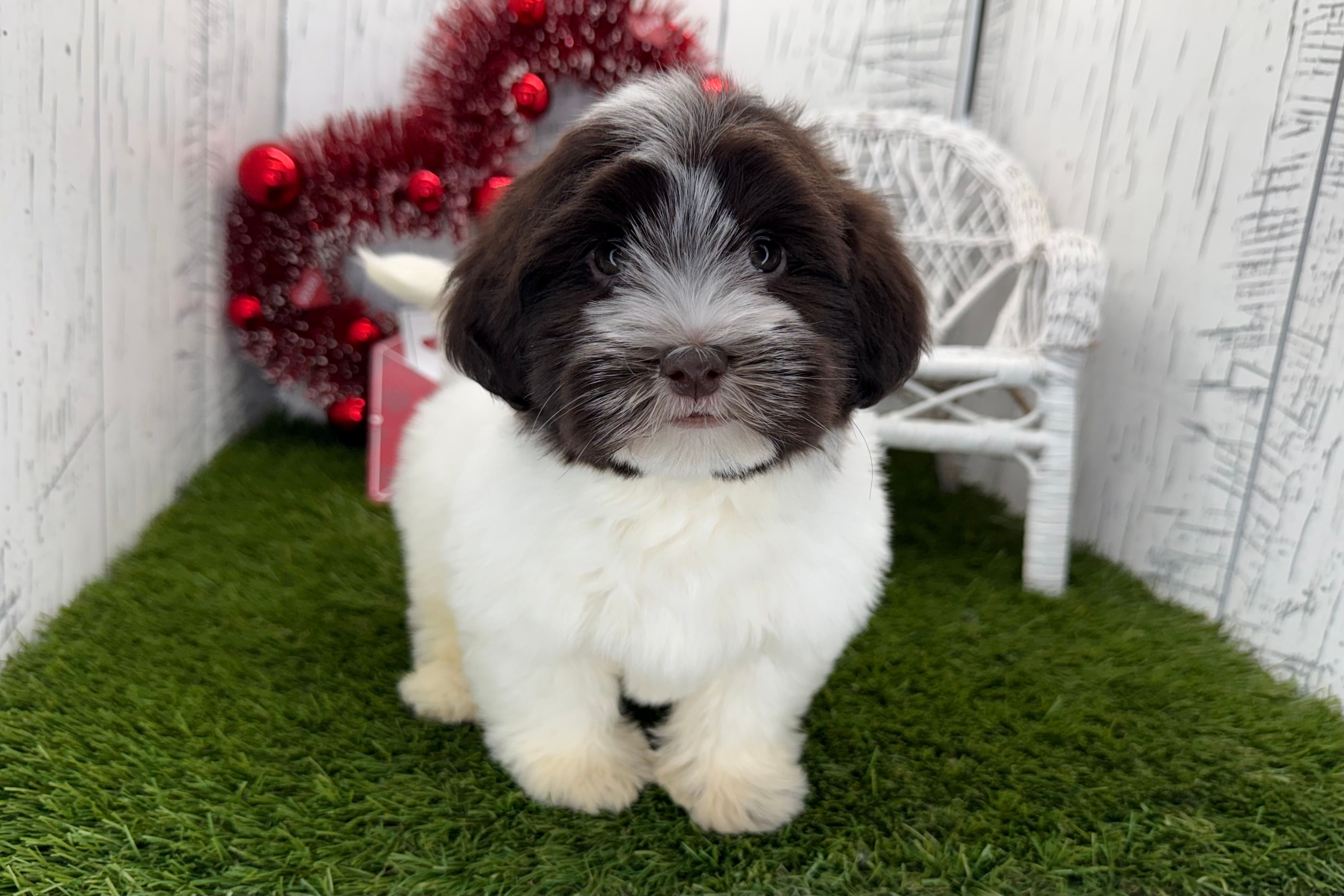 Nelly / Havanese