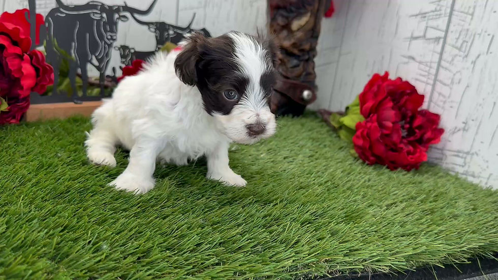 Thumbnail: Alyx / Havanese