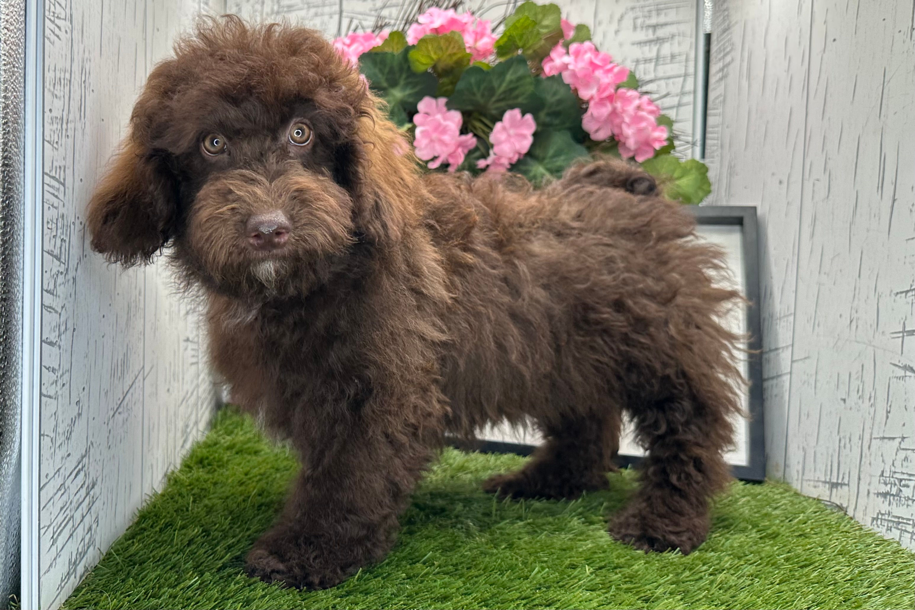 Boz | Havapoo Puppy