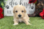 Havapoo puppy for sale