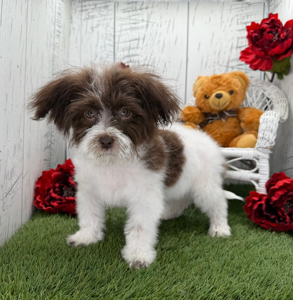 Thumbnail: Happy / Havanese