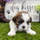 Thumbnail: Shih Tzu Puppy For Sale