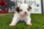 Shih Tzu Puppy For Sale