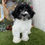Thumbnail: Havanese puppy for sale