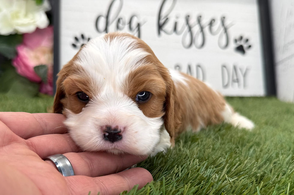 Thumbnail: Cavalier King Charles Spaniel Puppy For Sale
