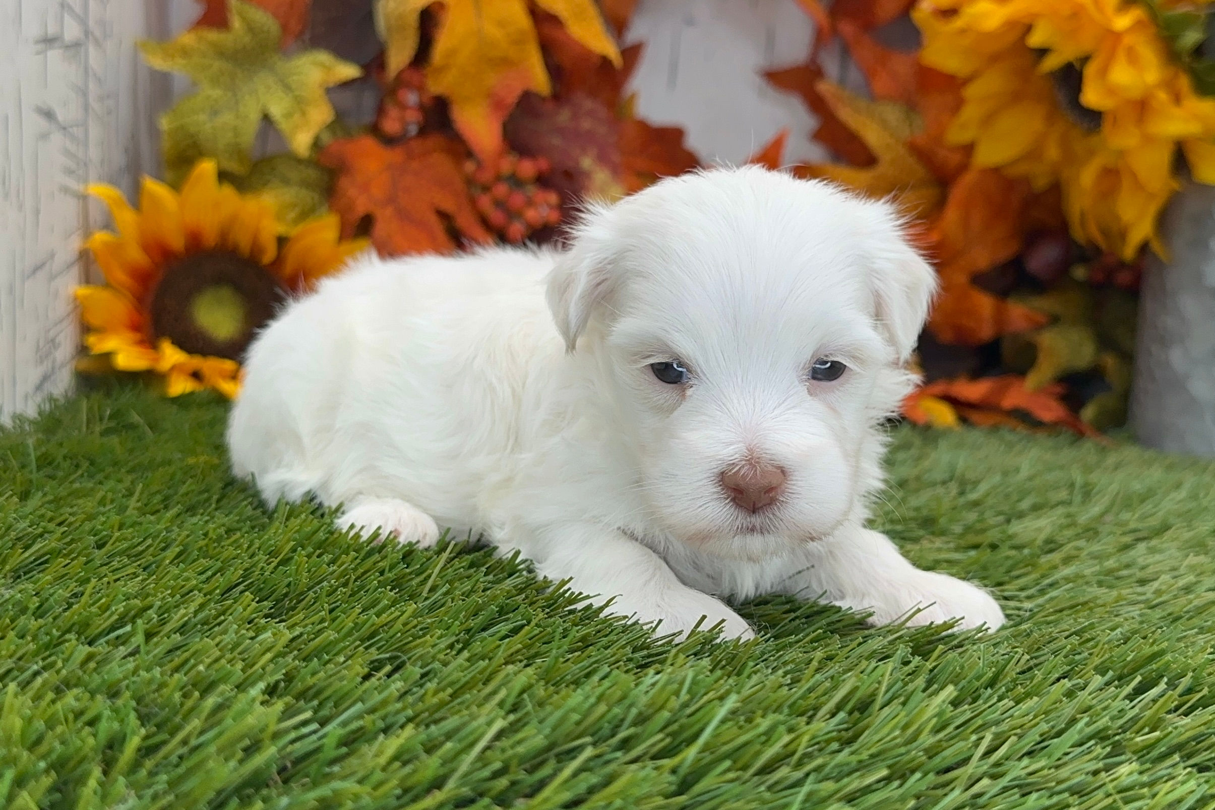 havanese puppy for sale