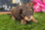 Thumbnail: Havapoo puppies For Sale