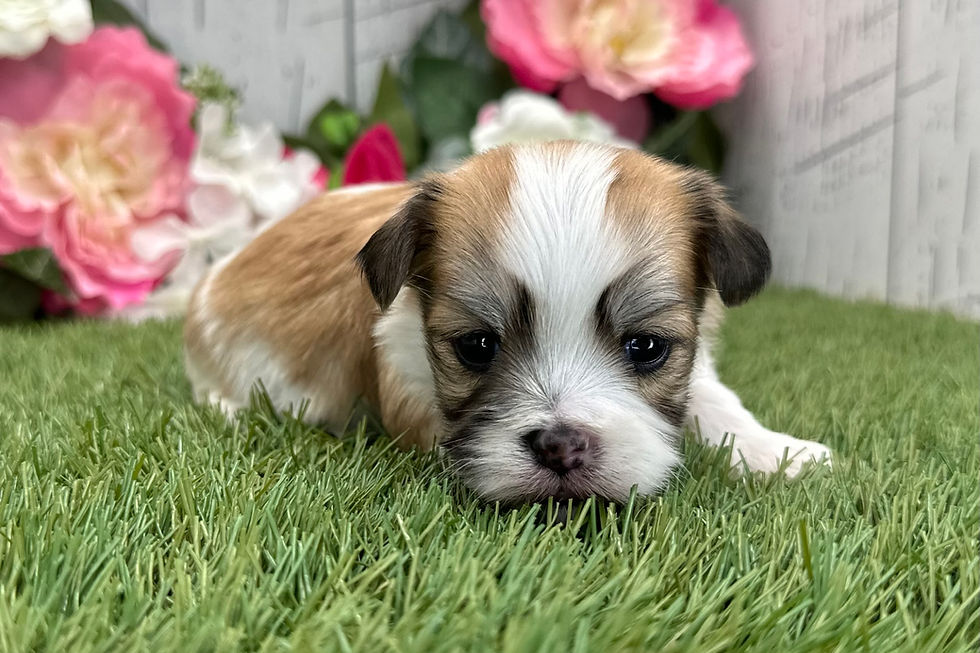 Thumbnail: Havanese puppy For Sale