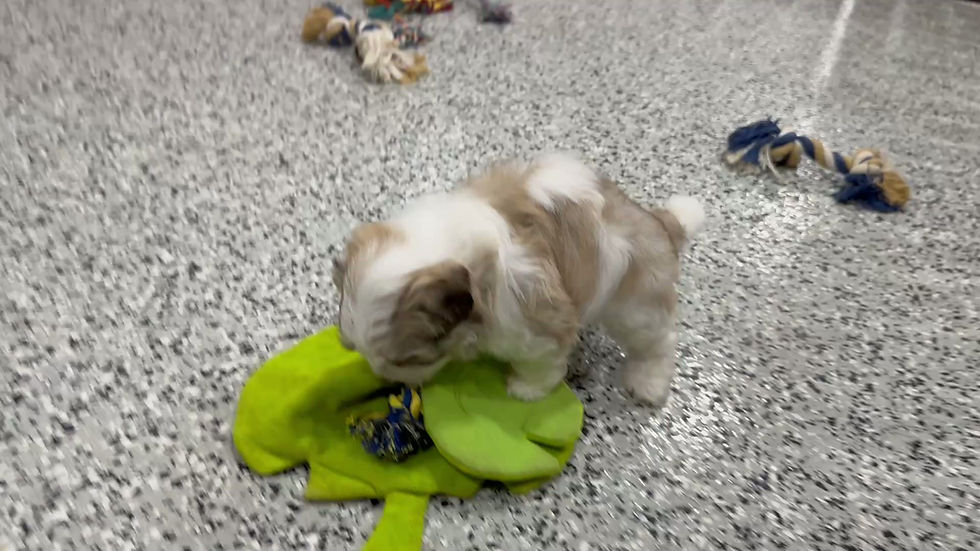 Thumbnail: Harry / Havanese