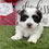 Thumbnail: Havanese Puppy For Sale