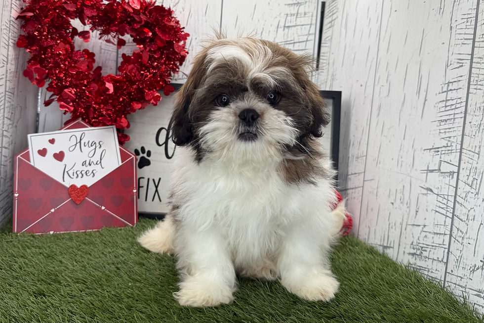 Thumbnail: Earl | Shih Tzu | Adopted