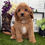 Thumbnail: Adopted Rocco / Cavapoo