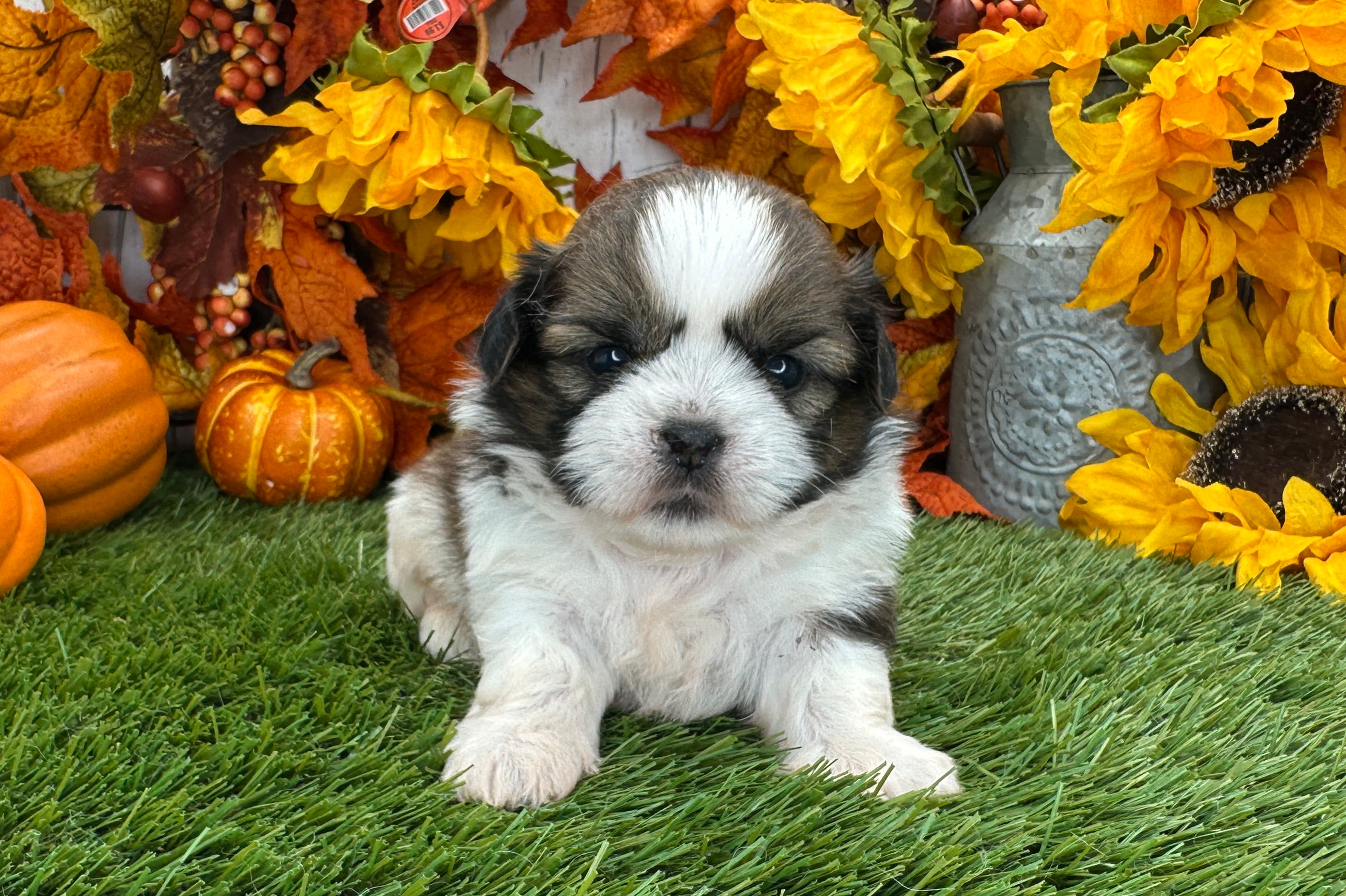 Shih Tzu Puppy For Sale Near Me