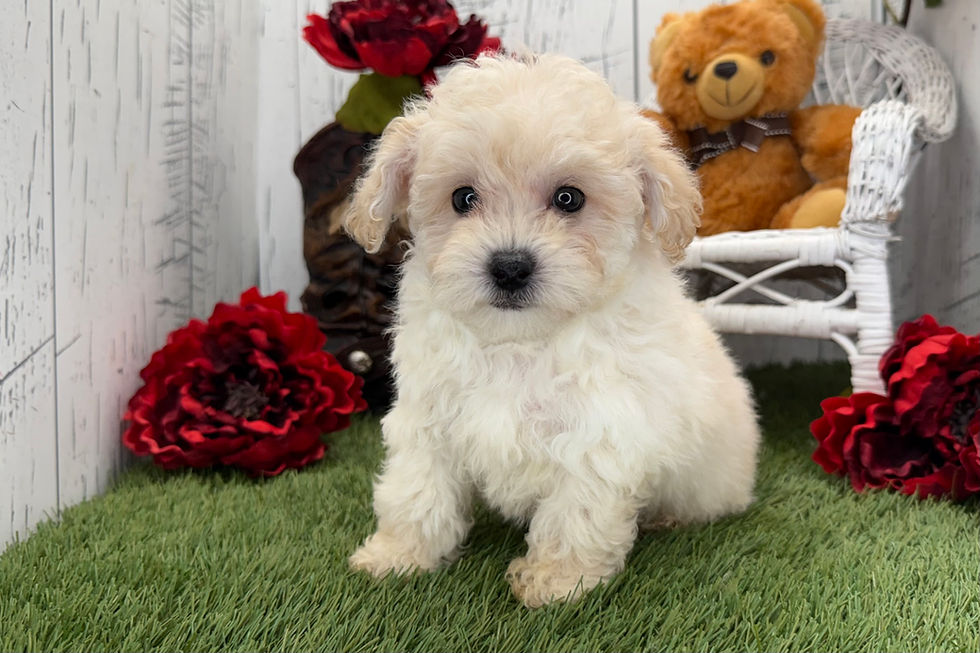Thumbnail: Benjo | Havapoo Puppy