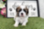 Shih Tzu Puppy For Sale