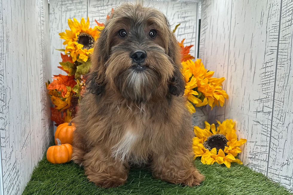 Thumbnail: Shih-Tzu puppy