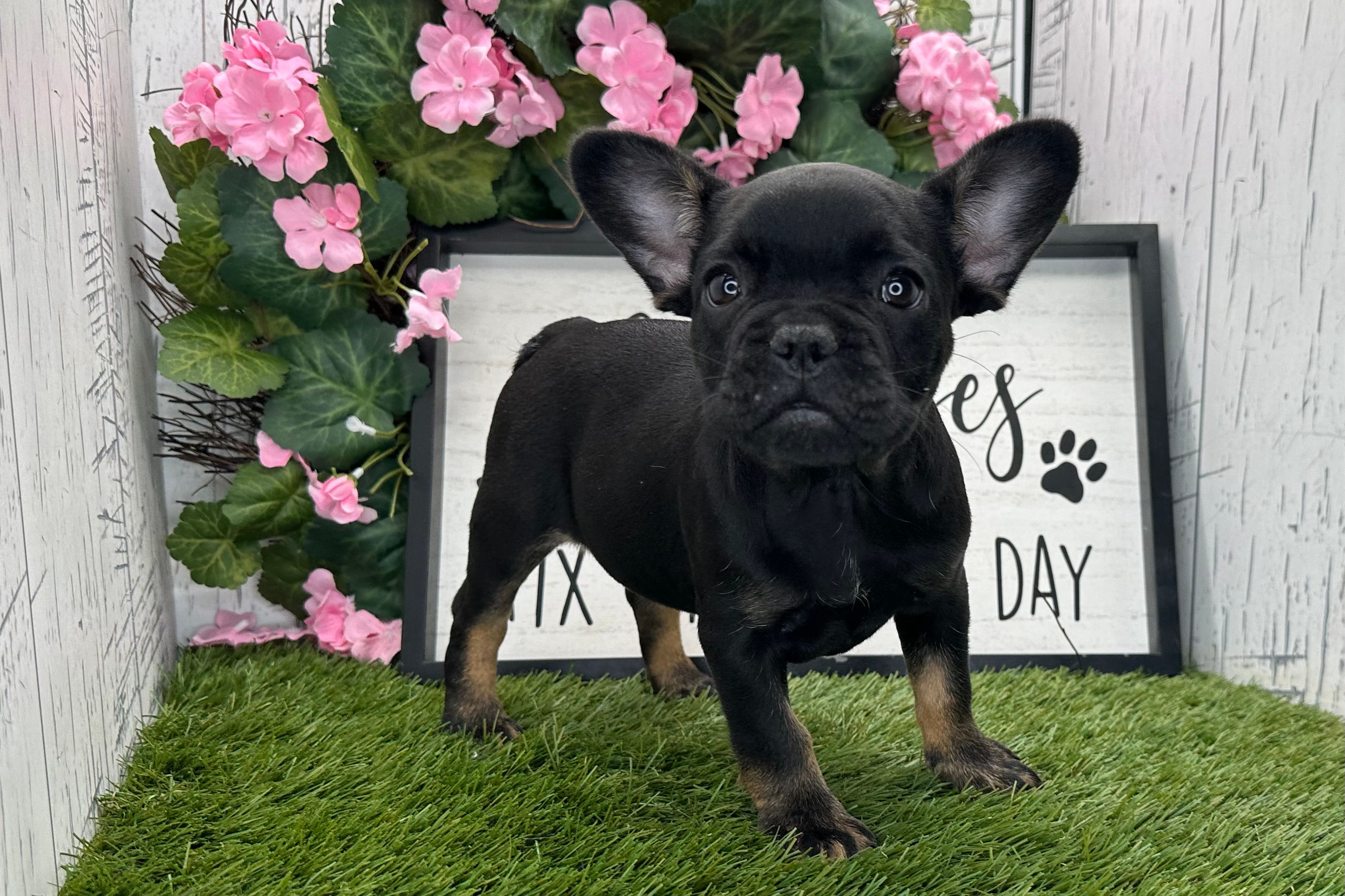 Juno / French Bulldog