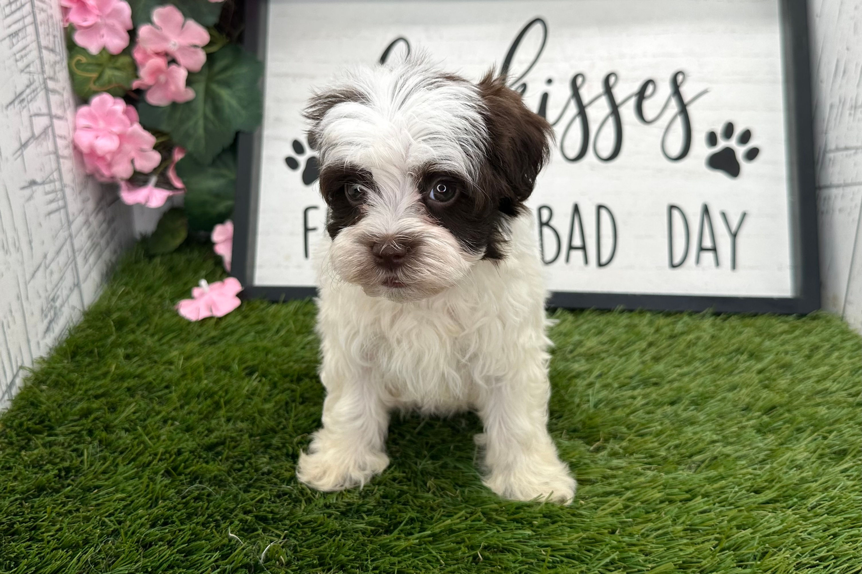 Amber / Havanese