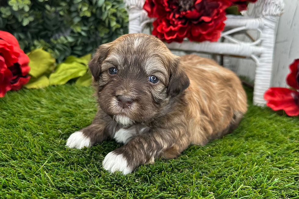 Havanese Puppy For Sale 