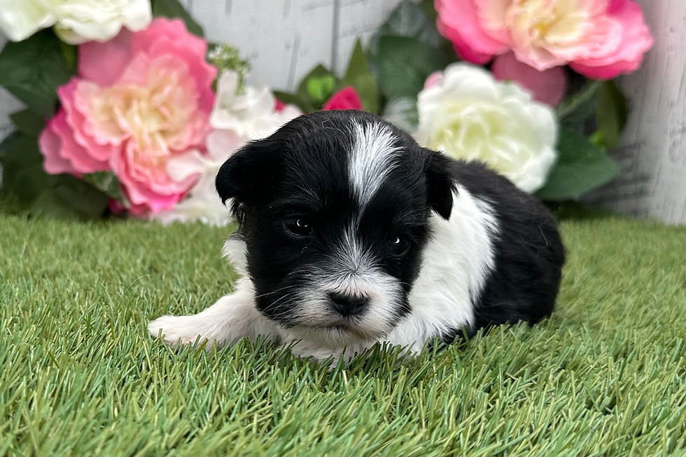 Thumbnail: Havanese puppy For Sale