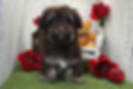 Thumbnail: Mercury | Havanese 