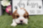 Cavalier King Charles Spaniel Puppy For Sale