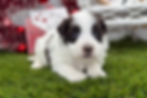 Thumbnail: Fancy | Havanese | Adopted