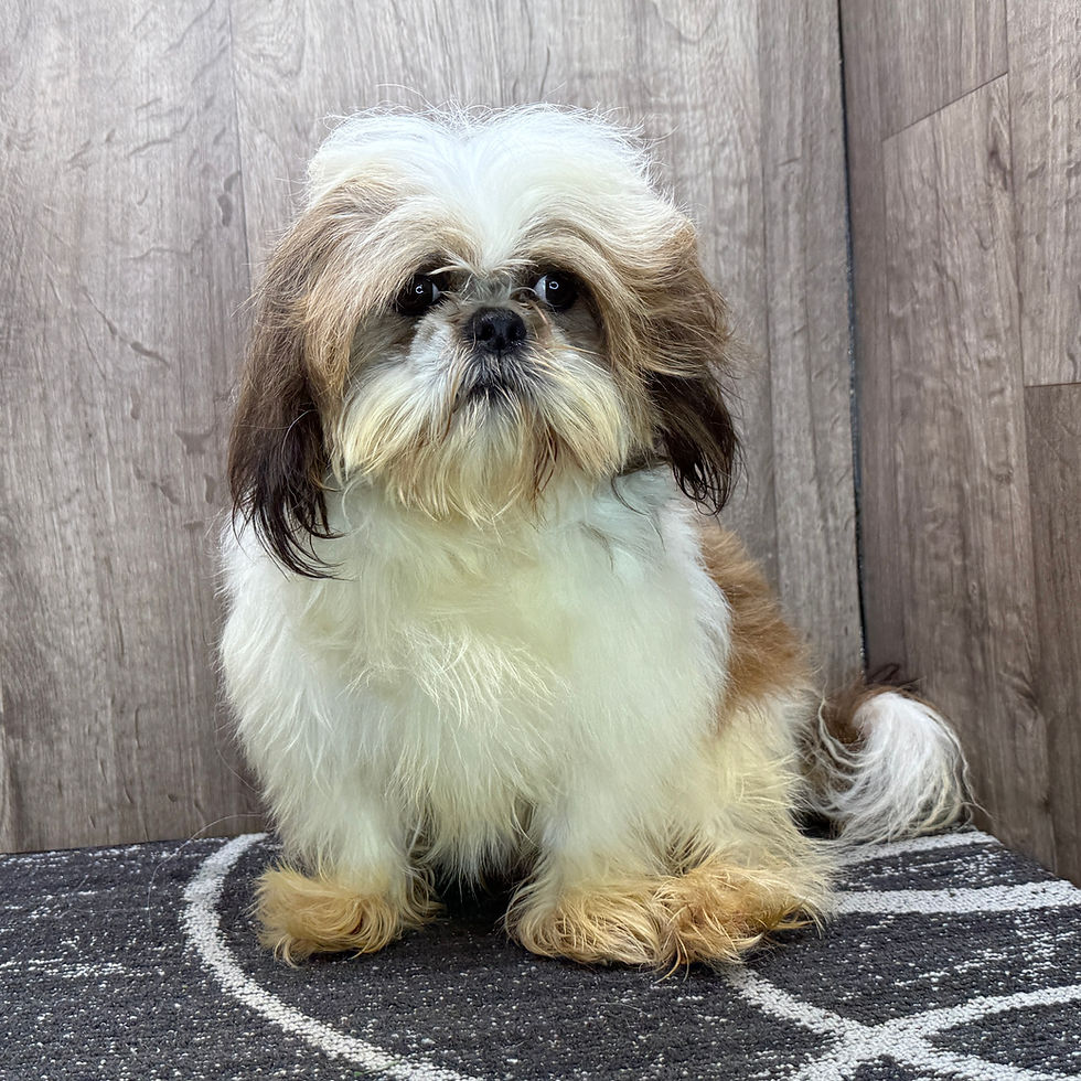 Thumbnail: Earl | Shih Tzu | Adopted