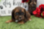 Shih-Tzu puppy For Sale