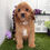 Thumbnail: Adopted Rocco / Cavapoo