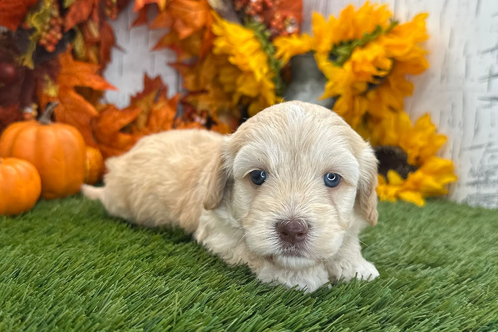 Havapoo puppy For Sale