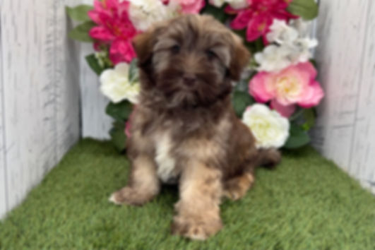 Hudson | Havanese