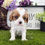 Thumbnail: Cavalier King Charles Spaniel Puppy For Sale